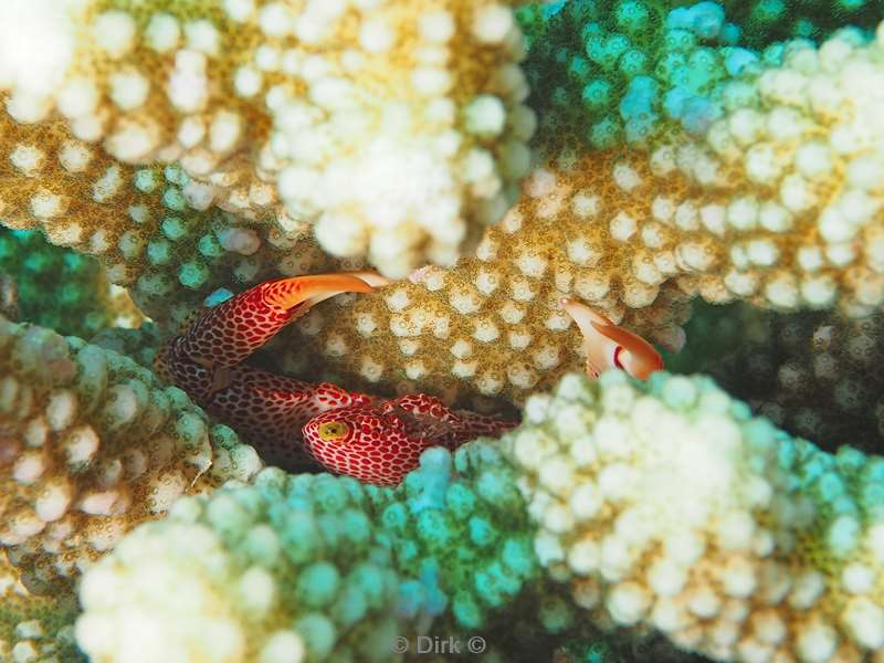 diving christmas island