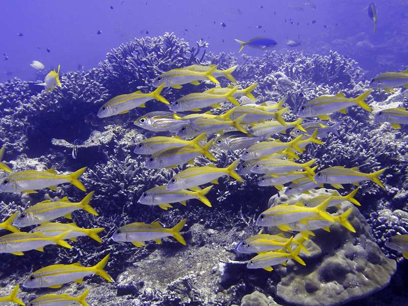 diving christmas island