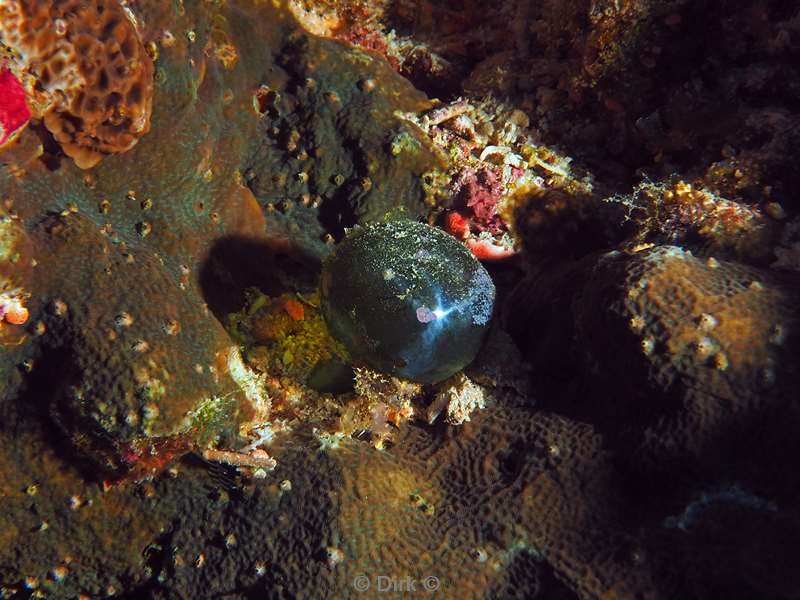 diving christmas island