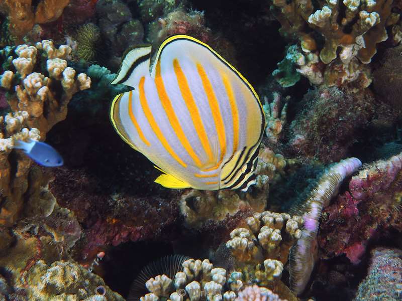 diving christmas island