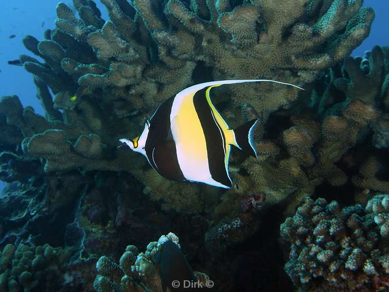 diving christmas island