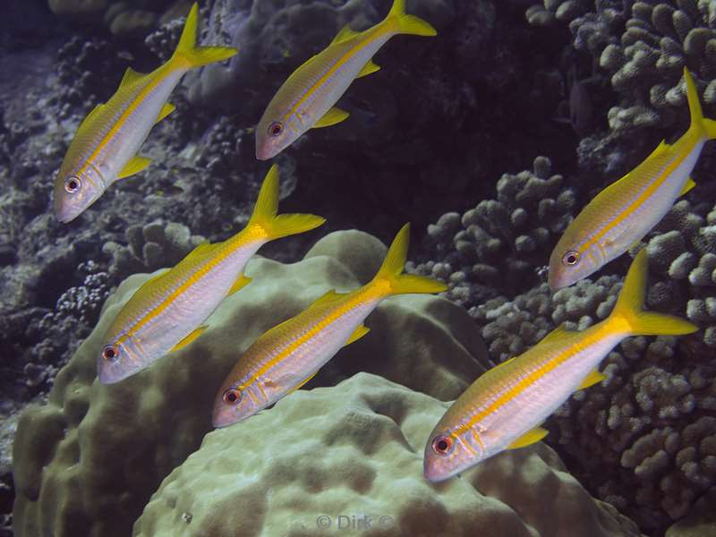 diving christmas island