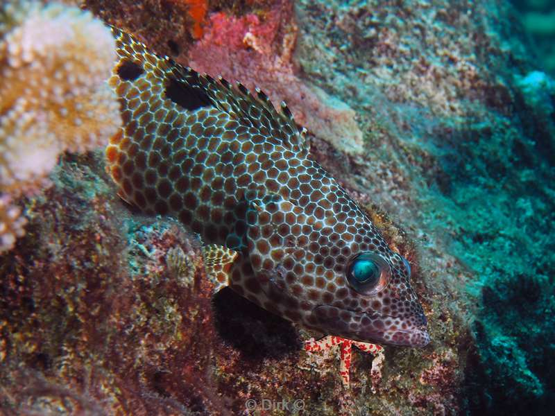 diving christmas island