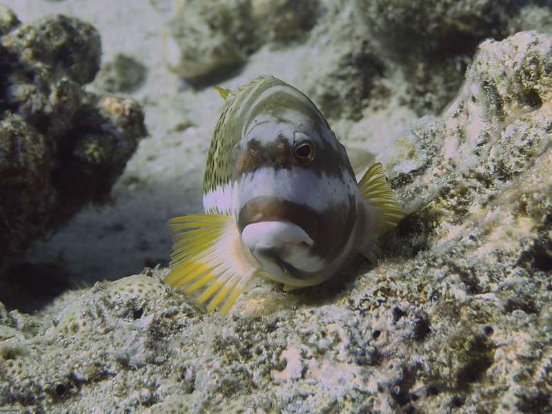 diving christmas island