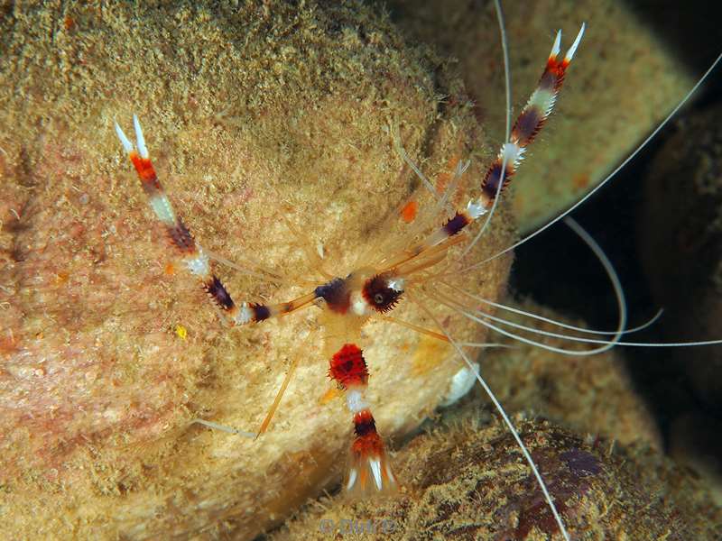 diving christmas island