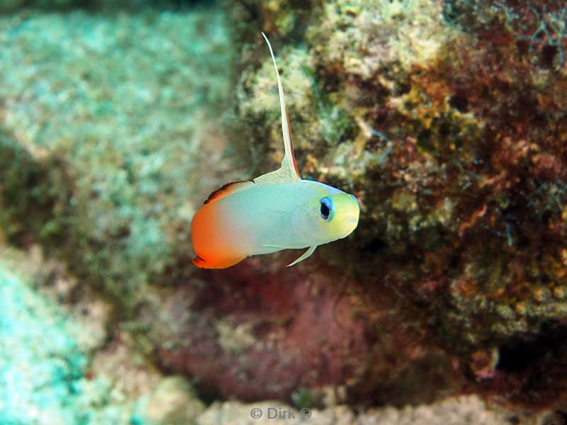 diving christmas island