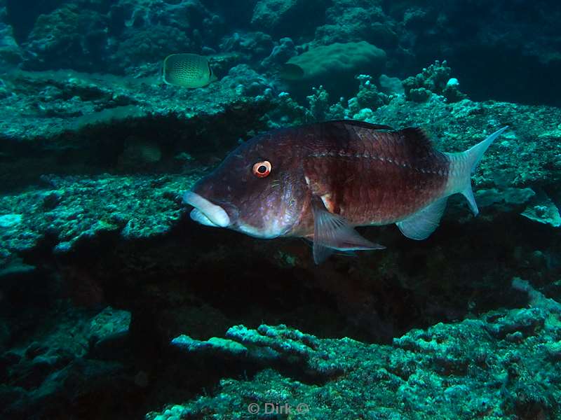 diving christmas island