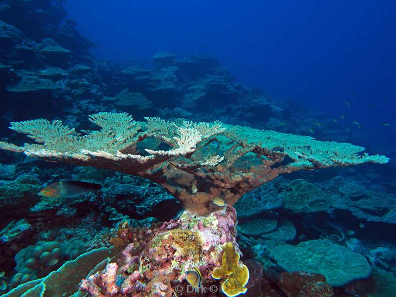 diving christmas island