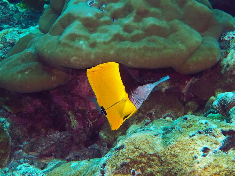 diving christmas island