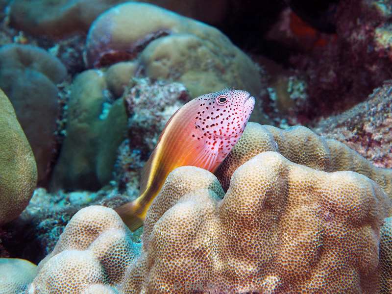 diving christmas island