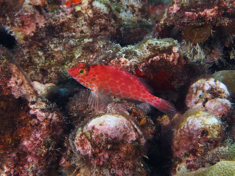 diving christmas island