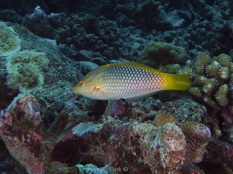 diving christmas island