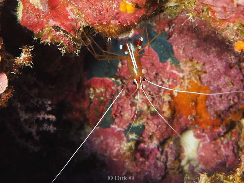 diving christmas island