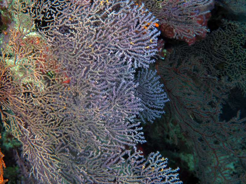 diving christmas island