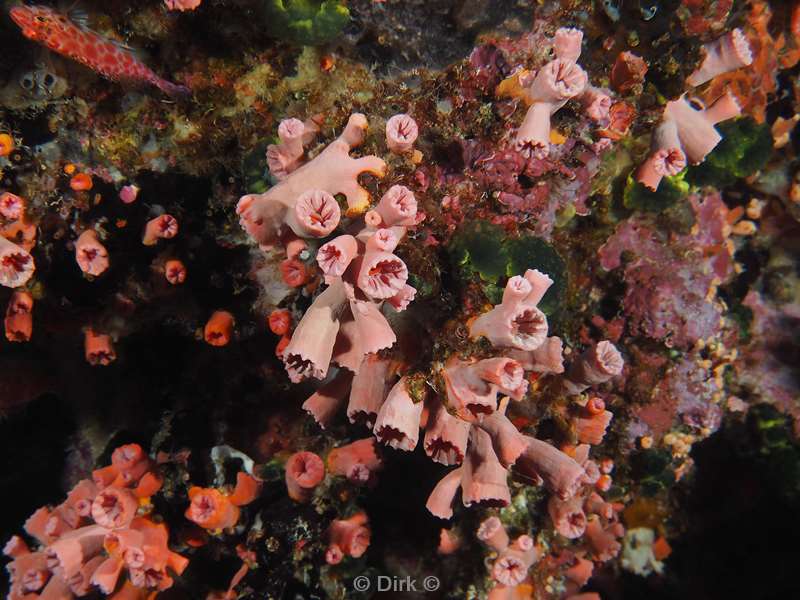 diving christmas island