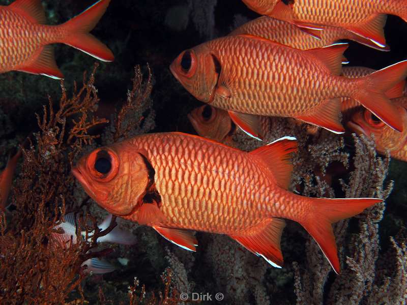 diving christmas island