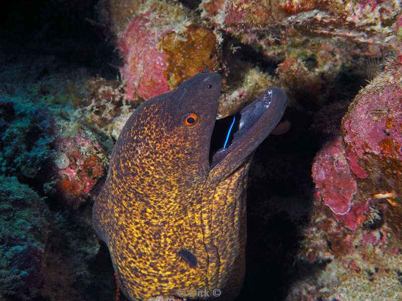 diving christmas island