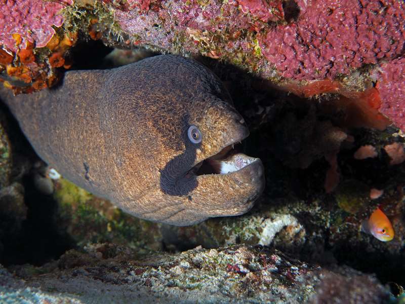 diving christmas island