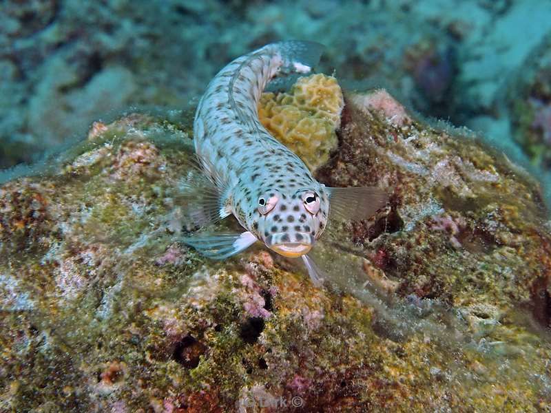 diving christmas island