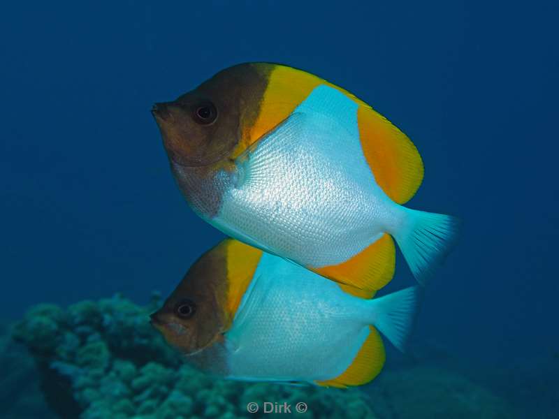 duiken christmas island