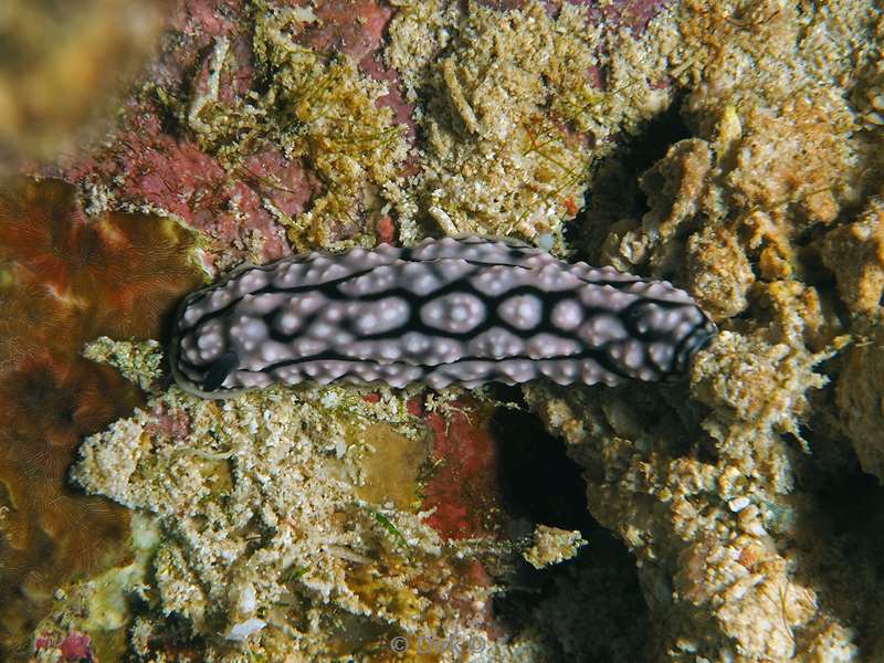 diving christmas island