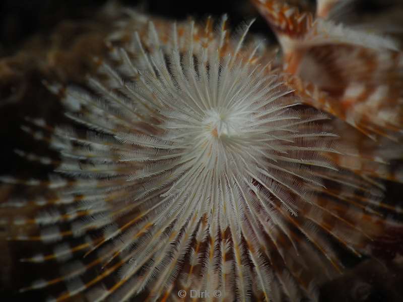 diving christmas island