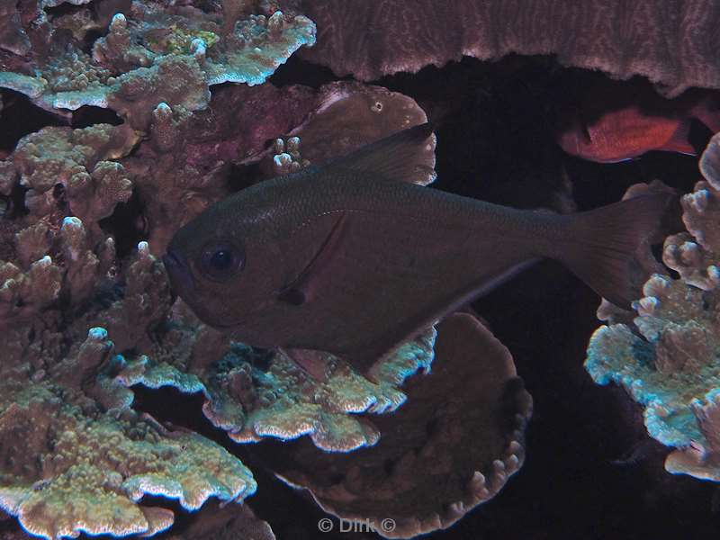 diving christmas island