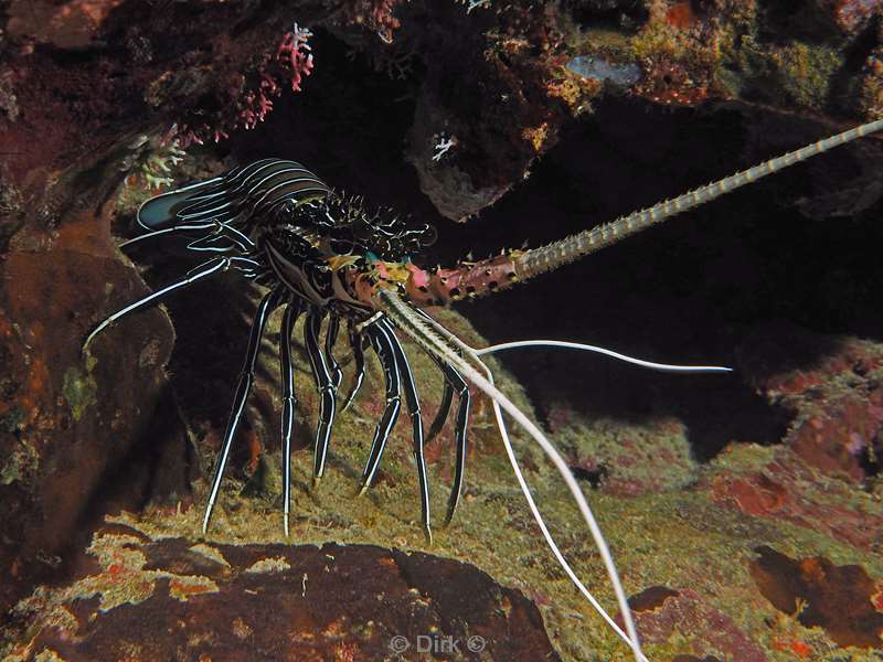 diving christmas island