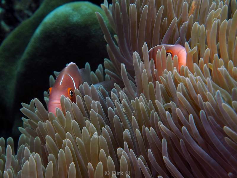 diving christmas island