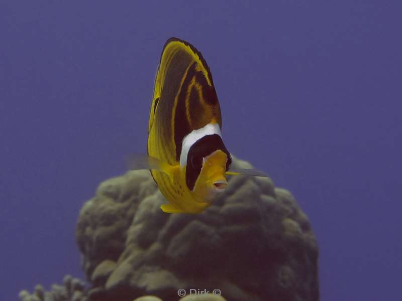 diving christmas island