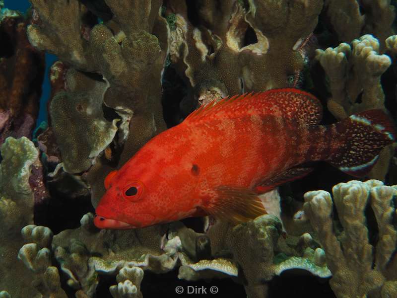 diving christmas island