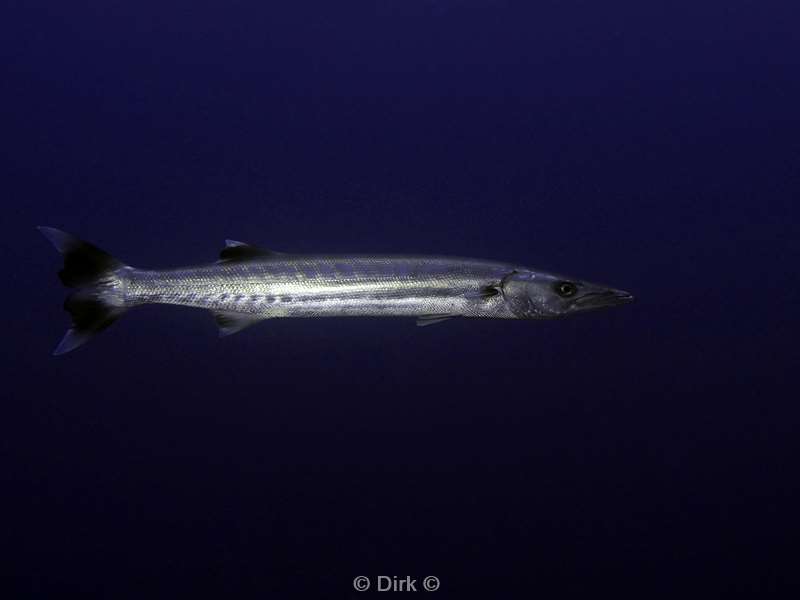 diving christmas island