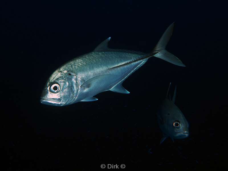 diving christmas island