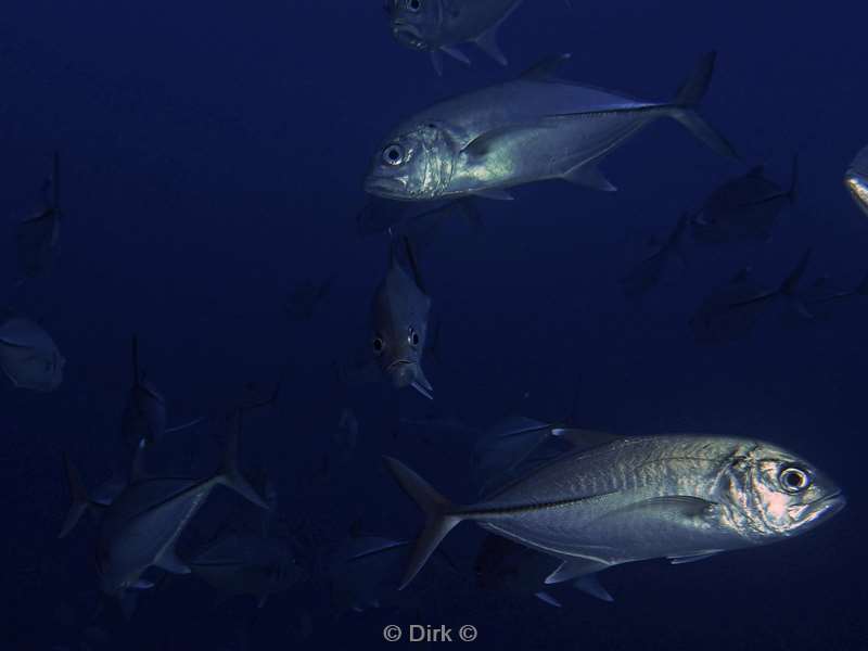 diving christmas island