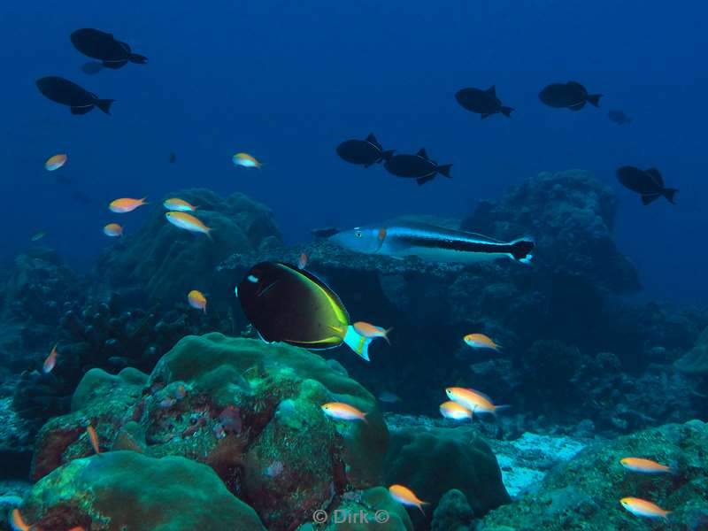 diving christmas island