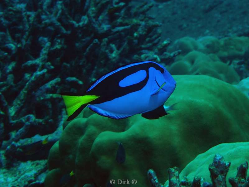 diving christmas island