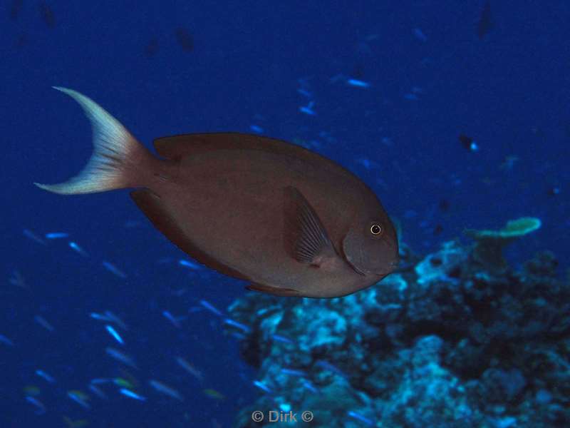 diving christmas island