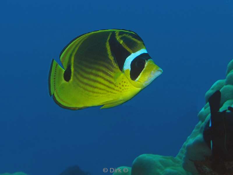 diving christmas island