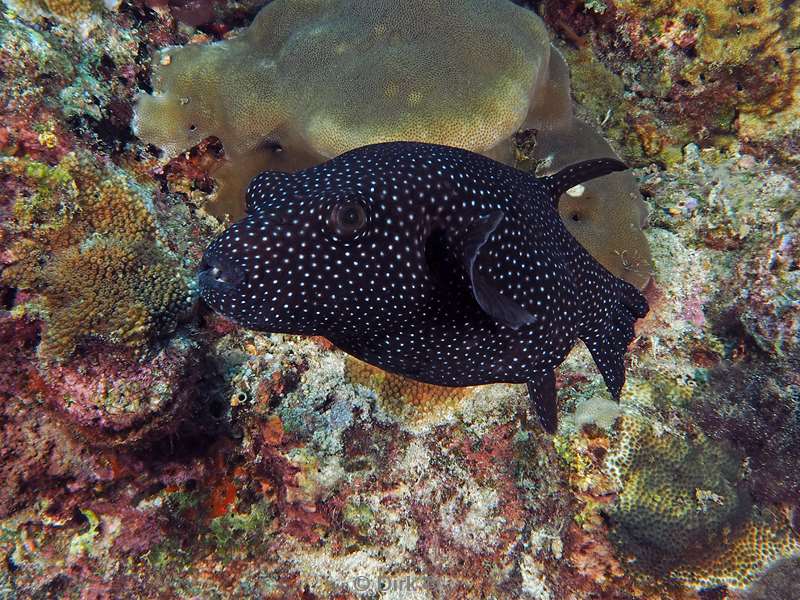 diving christmas island