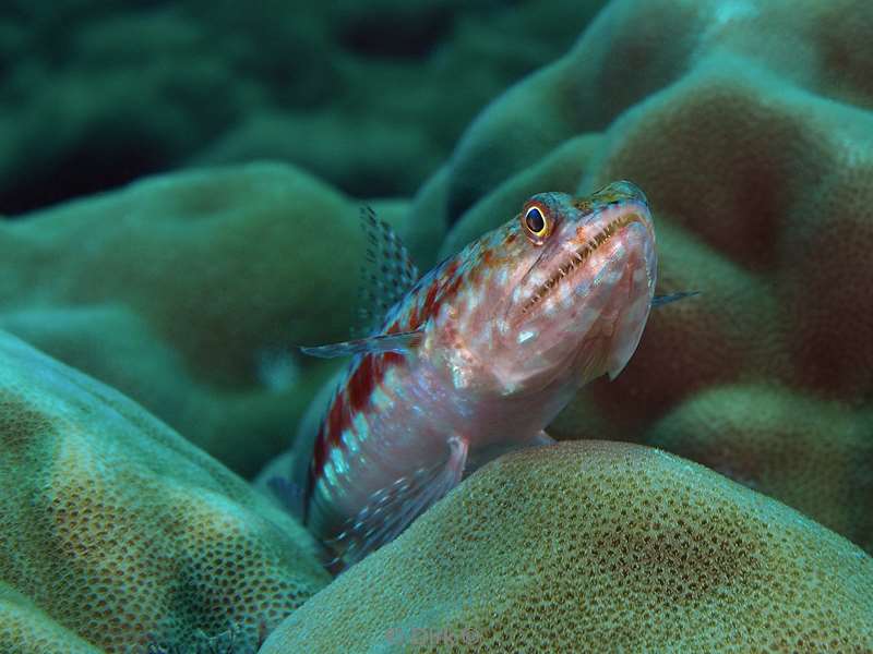 diving christmas island