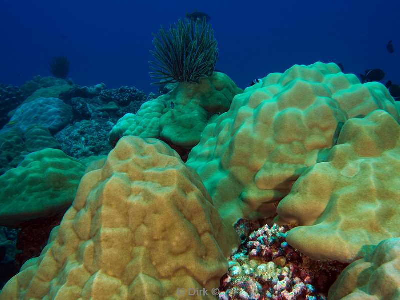 diving christmas island