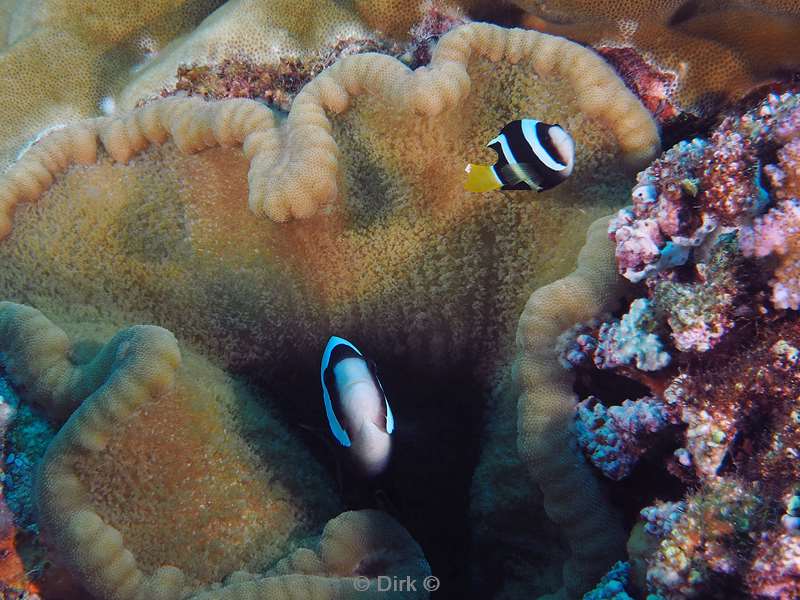 diving christmas island