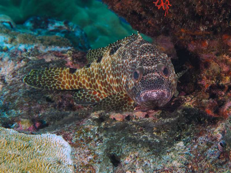 diving christmas island