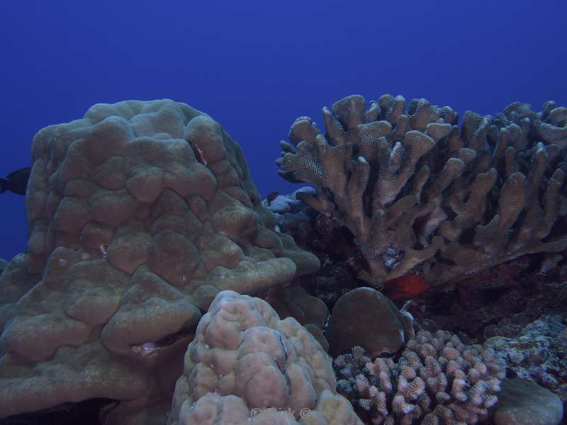 diving christmas island