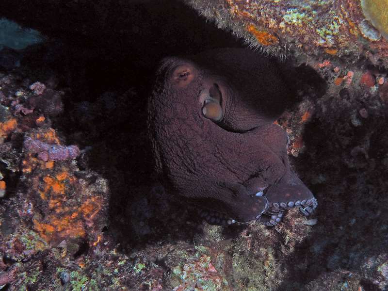 diving christmas island