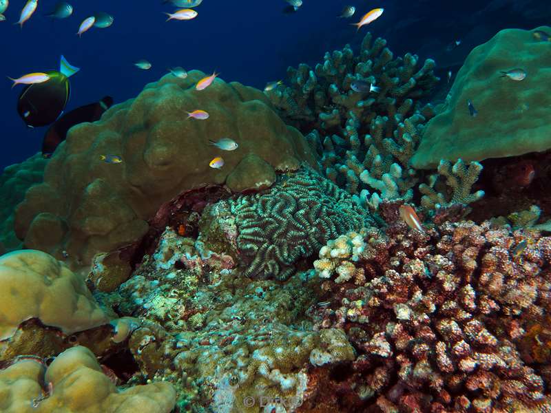 diving christmas island