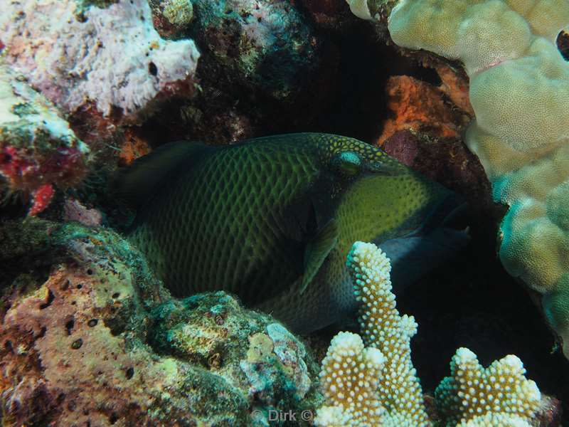 diving christmas island