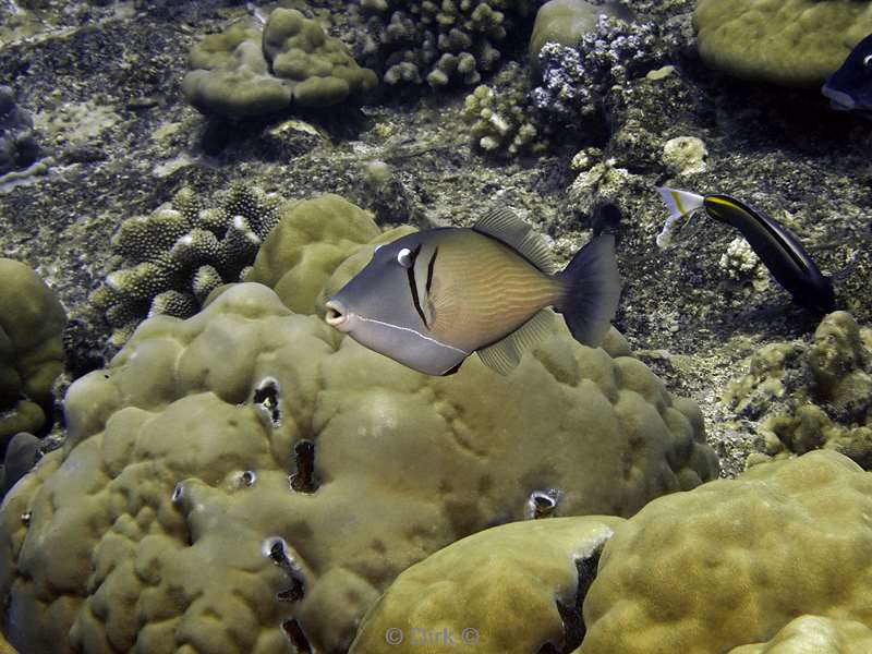 diving christmas island