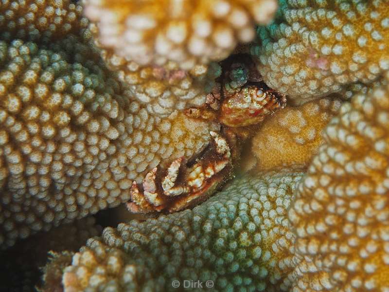 diving christmas island