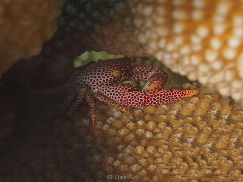 diving christmas island